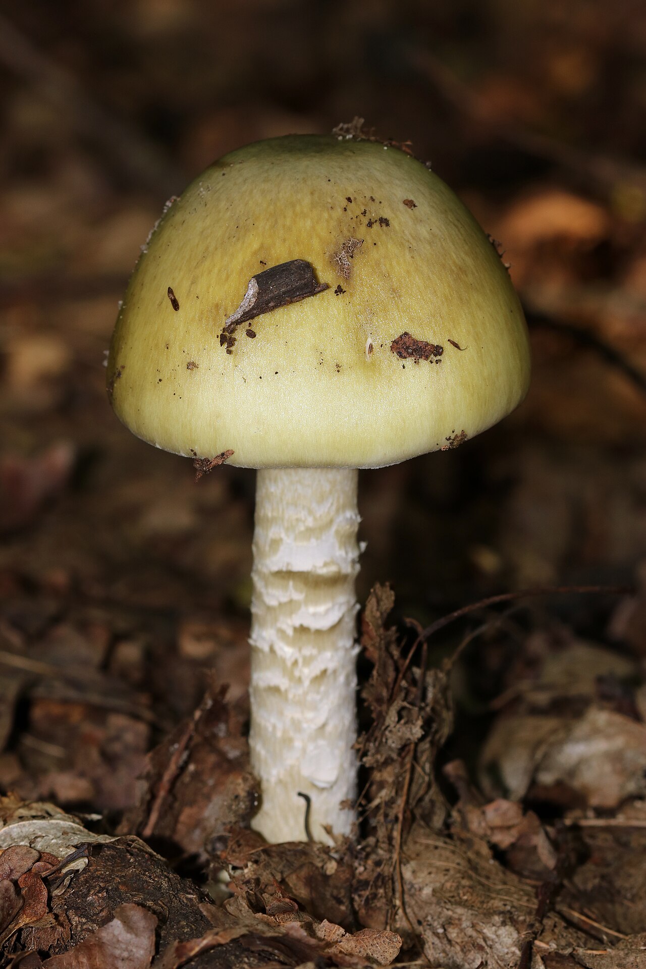 Muchomor sromotnikowy (Amanita phalloides), rejon winnicki, Ukraina, 9 sierpnia 2025 r. Zdjęcie archiwalne; nie przedstawia opisywanego zdarzenia Plik bez zmian redakcyjnych; miniatura dopasowana do układu strony.