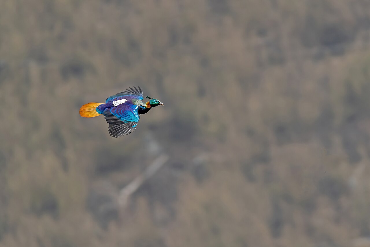Himalajski monal (Lophophorus impejanus) w locie, 7 kwietnia 2021 r. Zdjęcie archiwalne; nie przedstawia opisywanego zdarzenia Plik bez zmian redakcyjnych; miniatura dopasowana do układu strony.